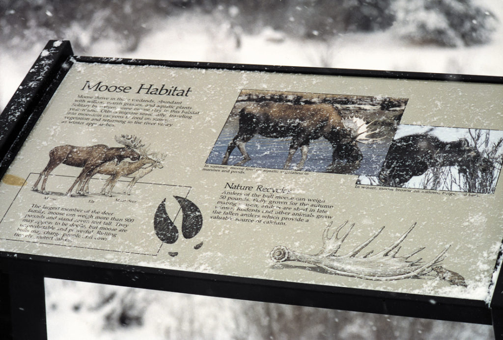 Moose habitat
